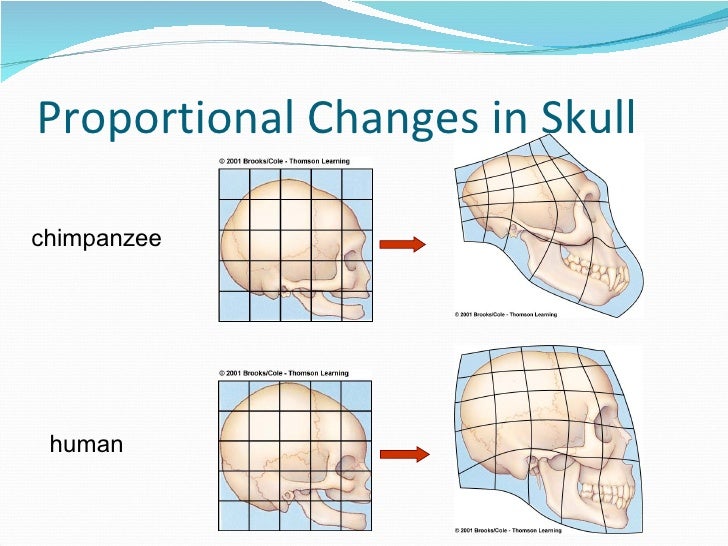 lecture 2 evolutionary patterns rates and trends dna and rna differences venn diagram