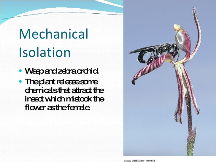 Lecture 2 Evolutionary Patterns, Rates And Trends