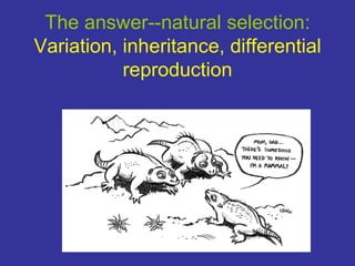 The answer--natural selection:
Variation, inheritance, differential
           reproduction
 