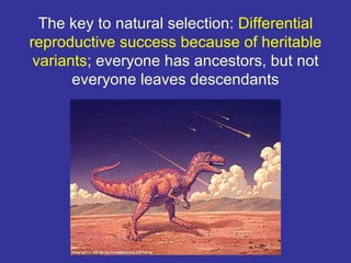 The key to natural selection: Differential
reproductive success because of heritable
 variants; everyone has ancestors, but not
       everyone leaves descendants
 