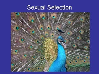 Sexual Selection
 