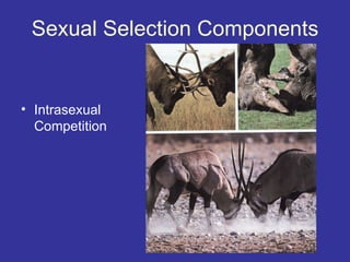 Sexual Selection Components


• Intrasexual
  Competition
 