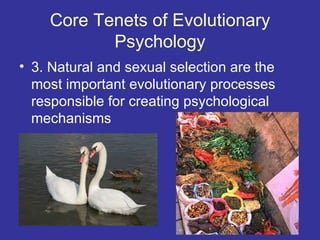 Core Tenets of Evolutionary
           Psychology
• 3. Natural and sexual selection are the
  most important evolutionary processes
  responsible for creating psychological
  mechanisms
 