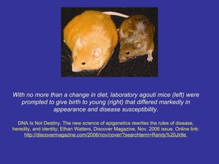 With no more than a change in diet, laboratory agouti mice (left) were
   prompted to give birth to young (right) that differed markedly in
              appearance and disease susceptibility.

  DNA Is Not Destiny, The new science of epigenetics rewrites the rules of disease,
heredity, and identity; Ethan Watters, Discover Magazine, Nov. 2006 issue, Online link:
     http://discovermagazine.com/2006/nov/cover/?searchterm=Randy%20Jirtle
 