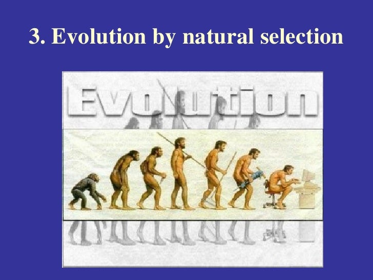 examples of evolutionary