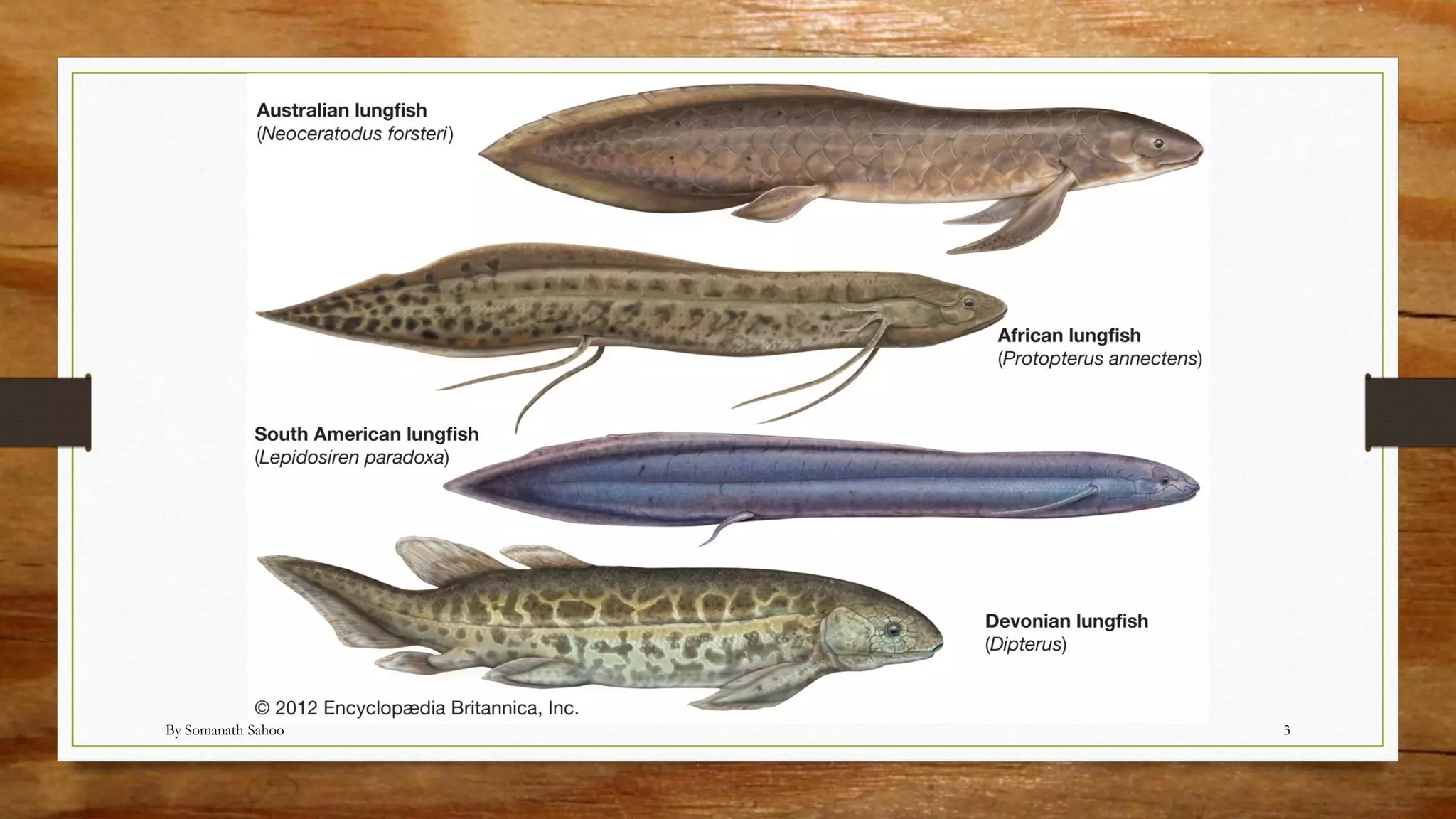 Diponi Fish Evolutionary significance of dipnoi | PDF