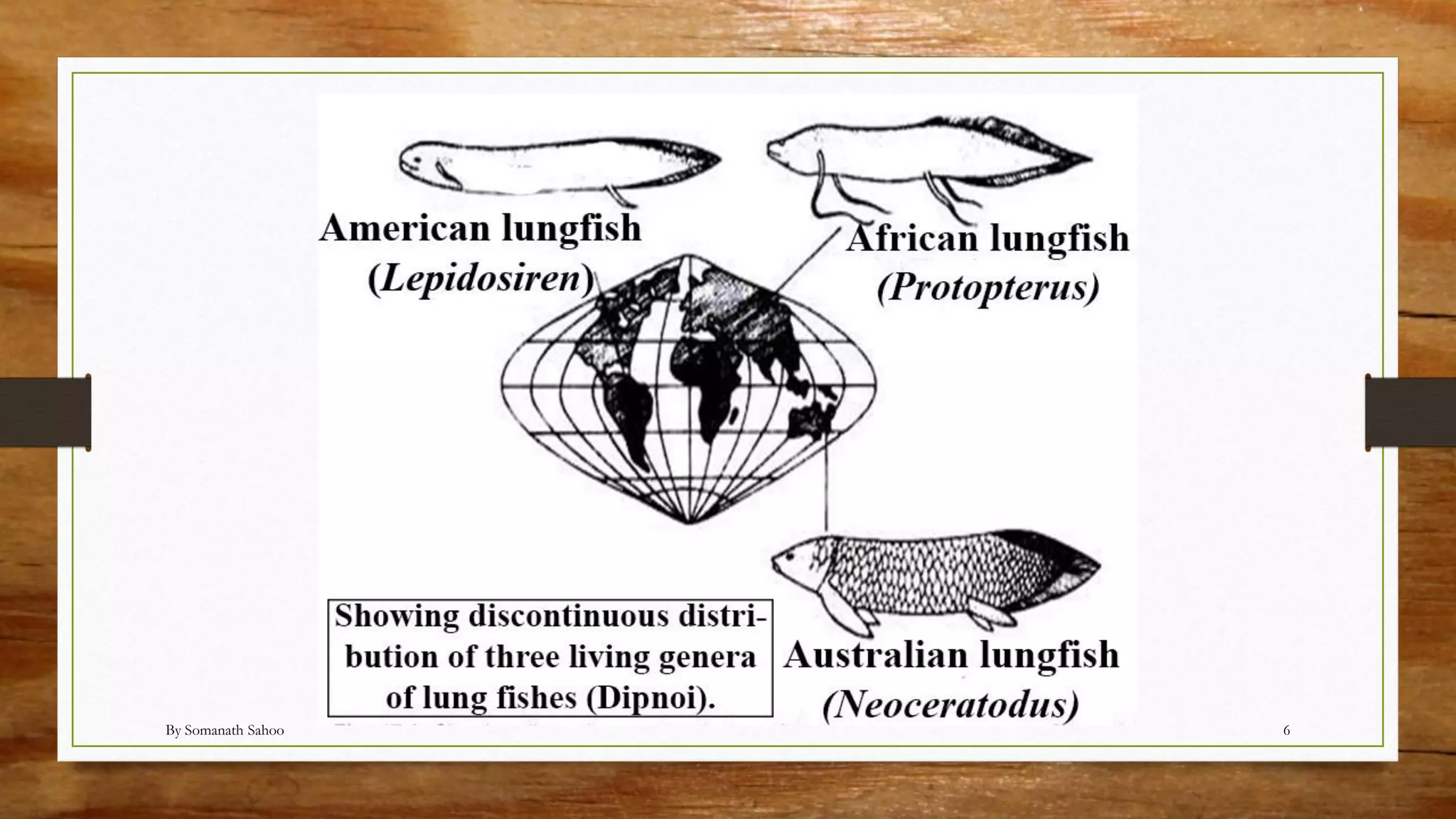 Diponi Fish Evolutionary significance of dipnoi | PDF
