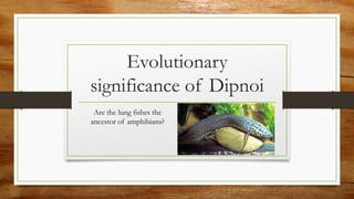 Evolutionary
significance of Dipnoi
Are the lung fishes the
ancestor of amphibians?
 