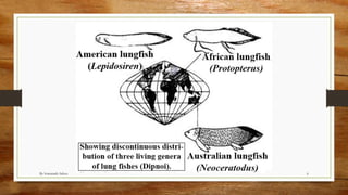 Diponi Fish Evolutionary significance of dipnoi | PDF