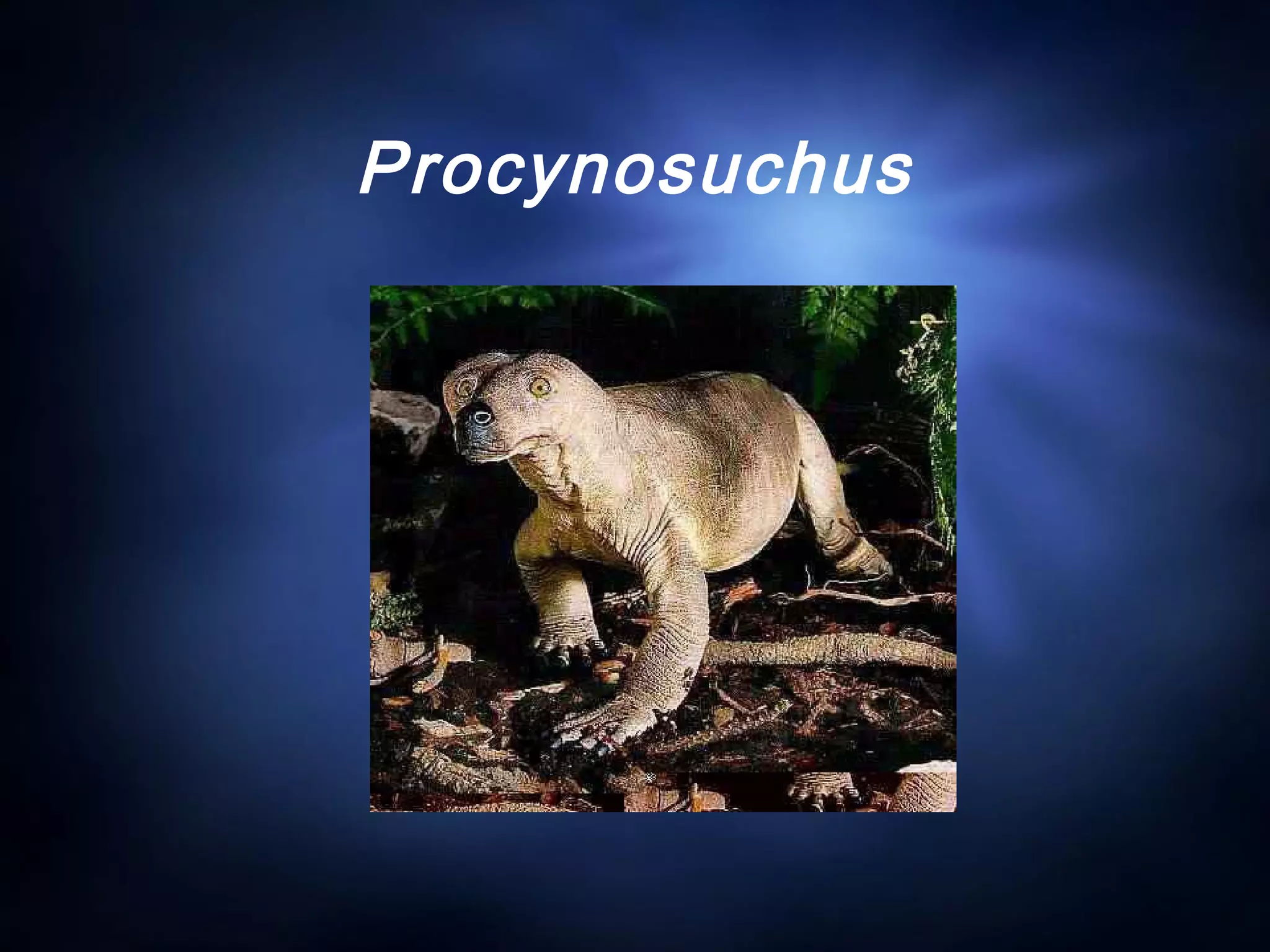 Procynosuchus
 
