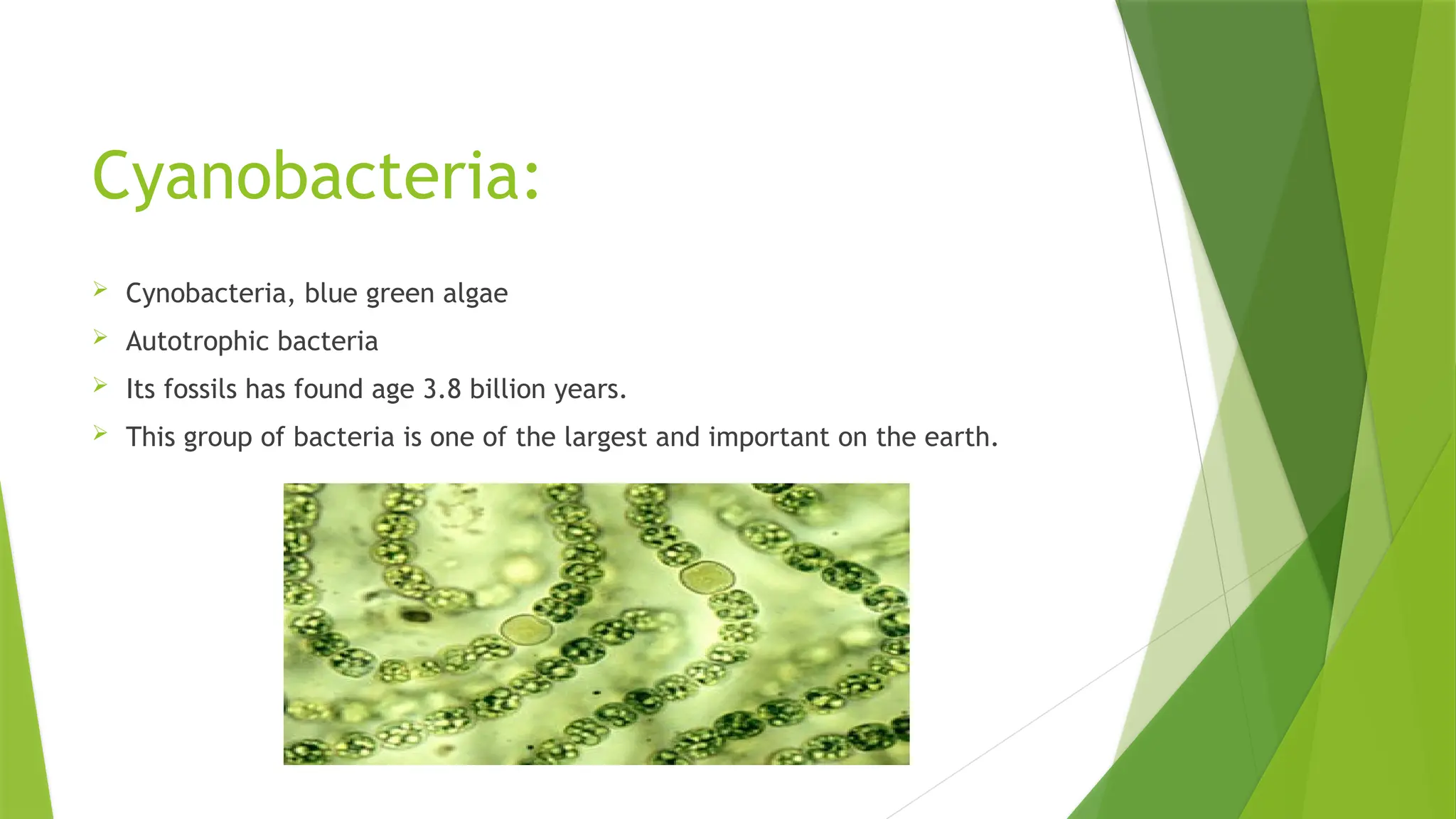 Evolutionary tendencies in Monera.pptx 1 | PPTX