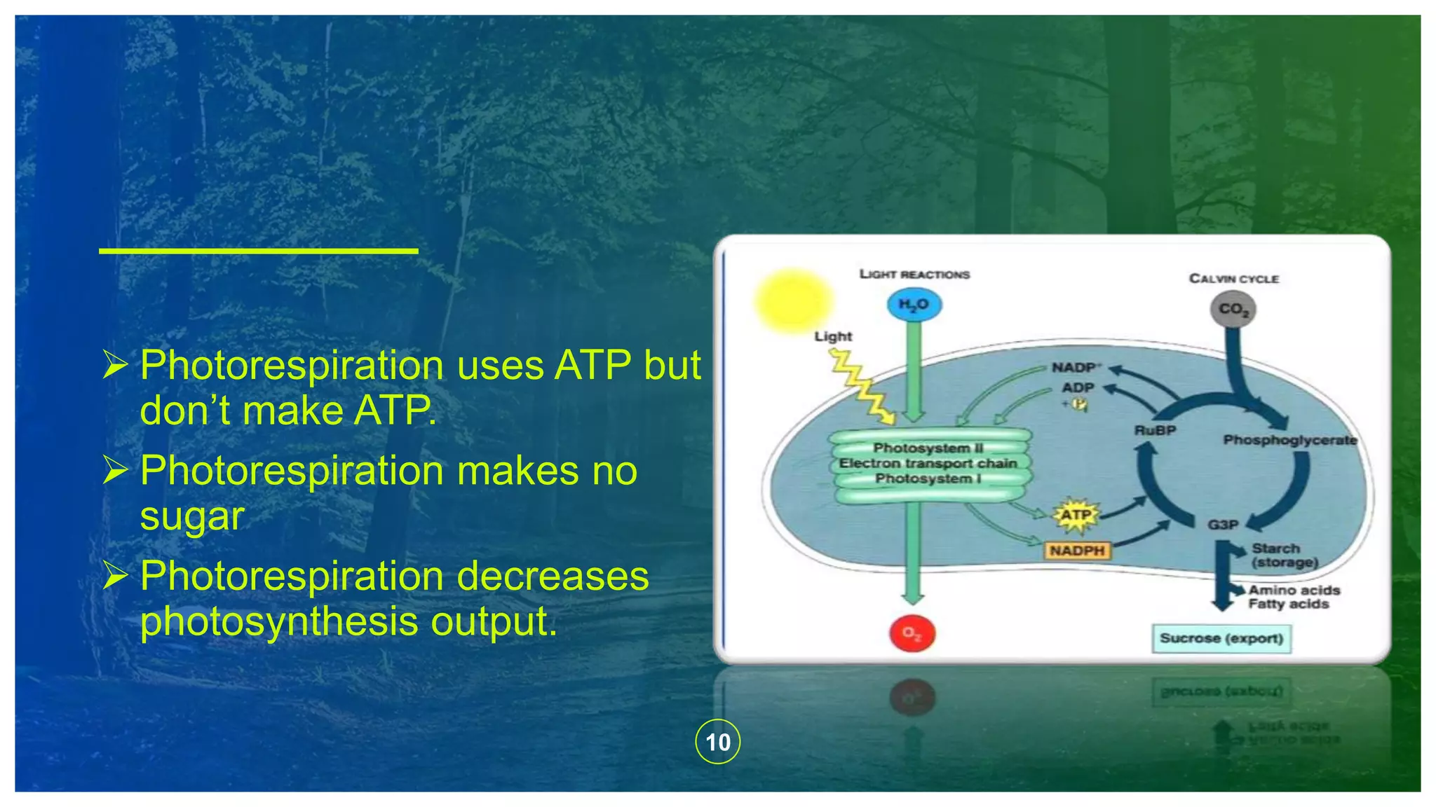 10
 Photorespiration uses ATP but
don’t make ATP.
 Photorespiration makes no
sugar
 Photorespiration decreases
photosynthesis output.
 