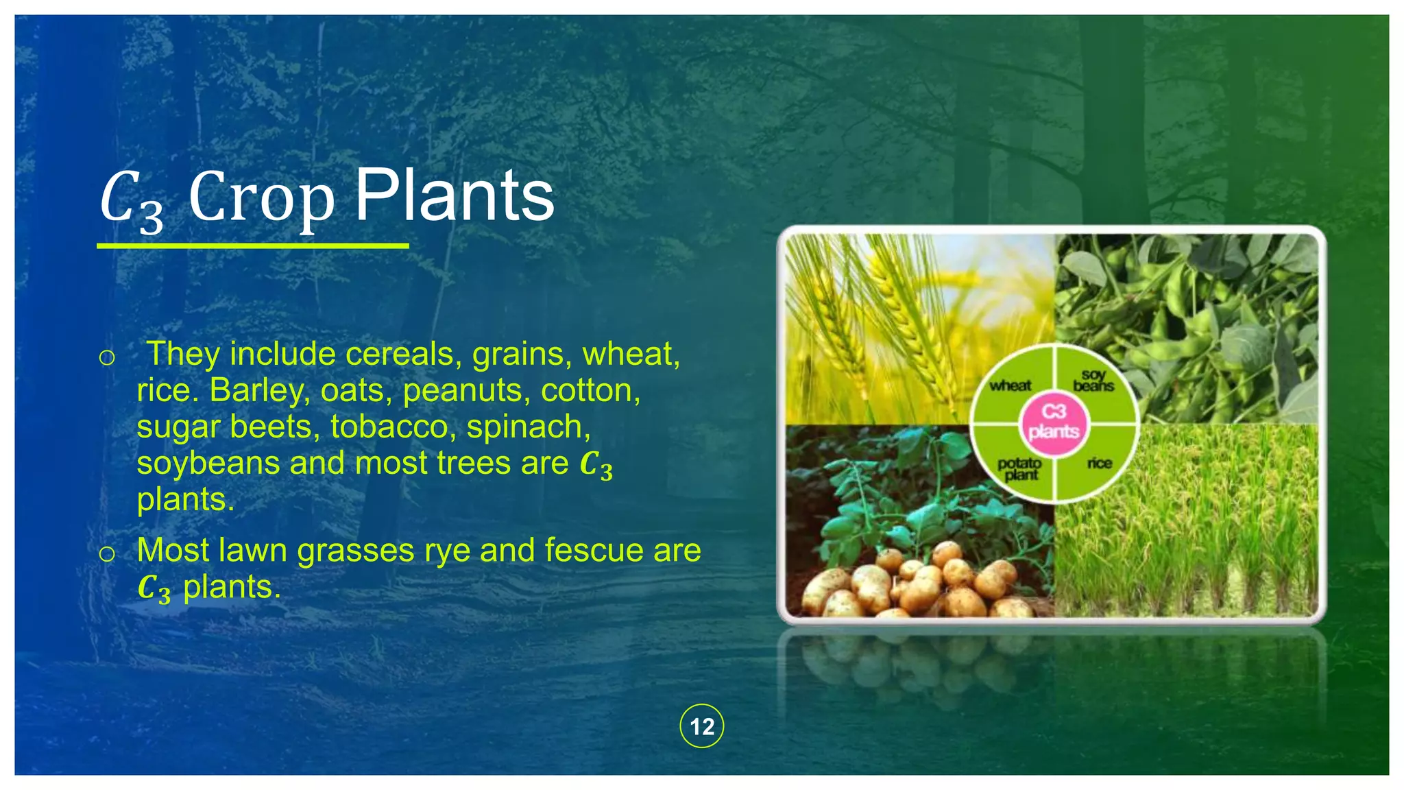 12
o They include cereals, grains, wheat,
rice. Barley, oats, peanuts, cotton,
sugar beets, tobacco, spinach,
soybeans and most trees are 𝑪 𝟑
plants.
o Most lawn grasses rye and fescue are
𝑪 𝟑 plants.
𝐶3 Crop Plants
 
