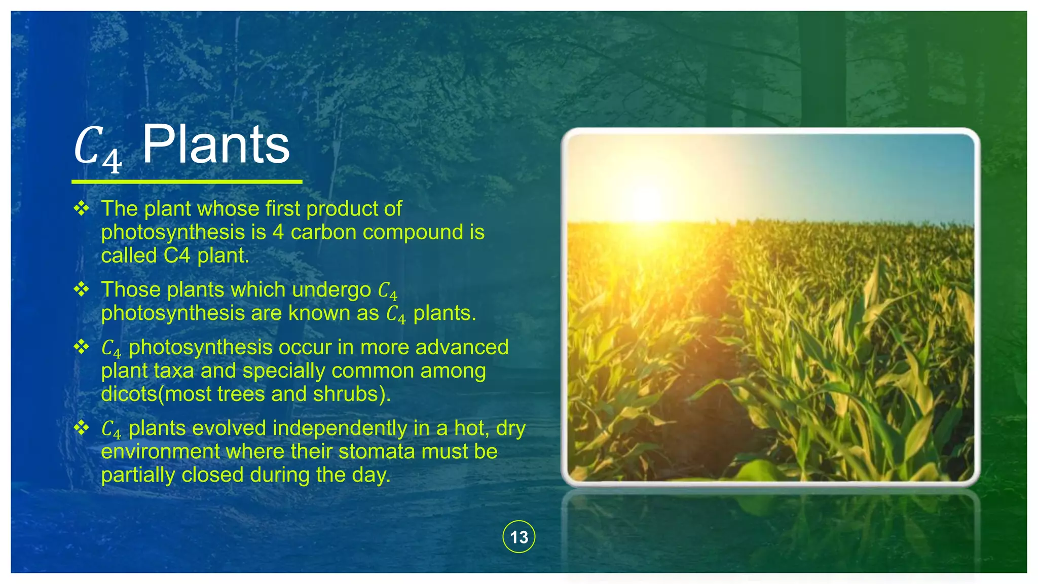 13
 The plant whose first product of
photosynthesis is 4 carbon compound is
called C4 plant.
 Those plants which undergo 𝐶4
photosynthesis are known as 𝐶4 plants.
 𝐶4 photosynthesis occur in more advanced
plant taxa and specially common among
dicots(most trees and shrubs).
 𝐶4 plants evolved independently in a hot, dry
environment where their stomata must be
partially closed during the day.
𝐶4 Plants
 