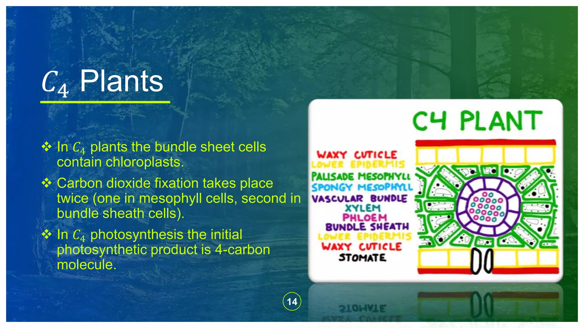 14
 In 𝐶4 plants the bundle sheet cells
contain chloroplasts.
 Carbon dioxide fixation takes place
twice (one in mesophyll cells, second in
bundle sheath cells).
 In 𝐶4 photosynthesis the initial
photosynthetic product is 4-carbon
molecule.
𝐶4 Plants
 