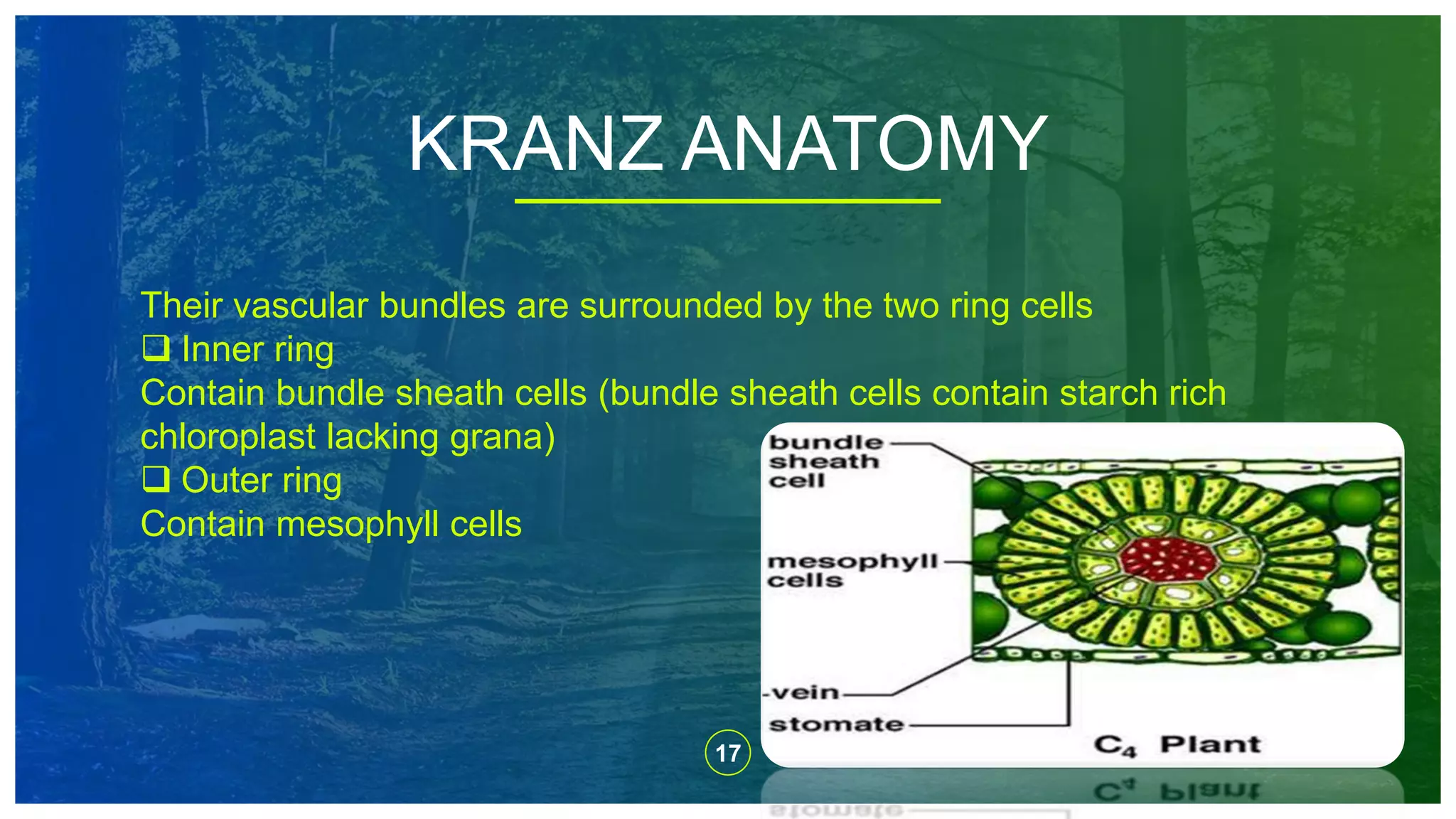 17
KRANZ ANATOMY
Their vascular bundles are surrounded by the two ring cells
 Inner ring
Contain bundle sheath cells (bundle sheath cells contain starch rich
chloroplast lacking grana)
 Outer ring
Contain mesophyll cells
 