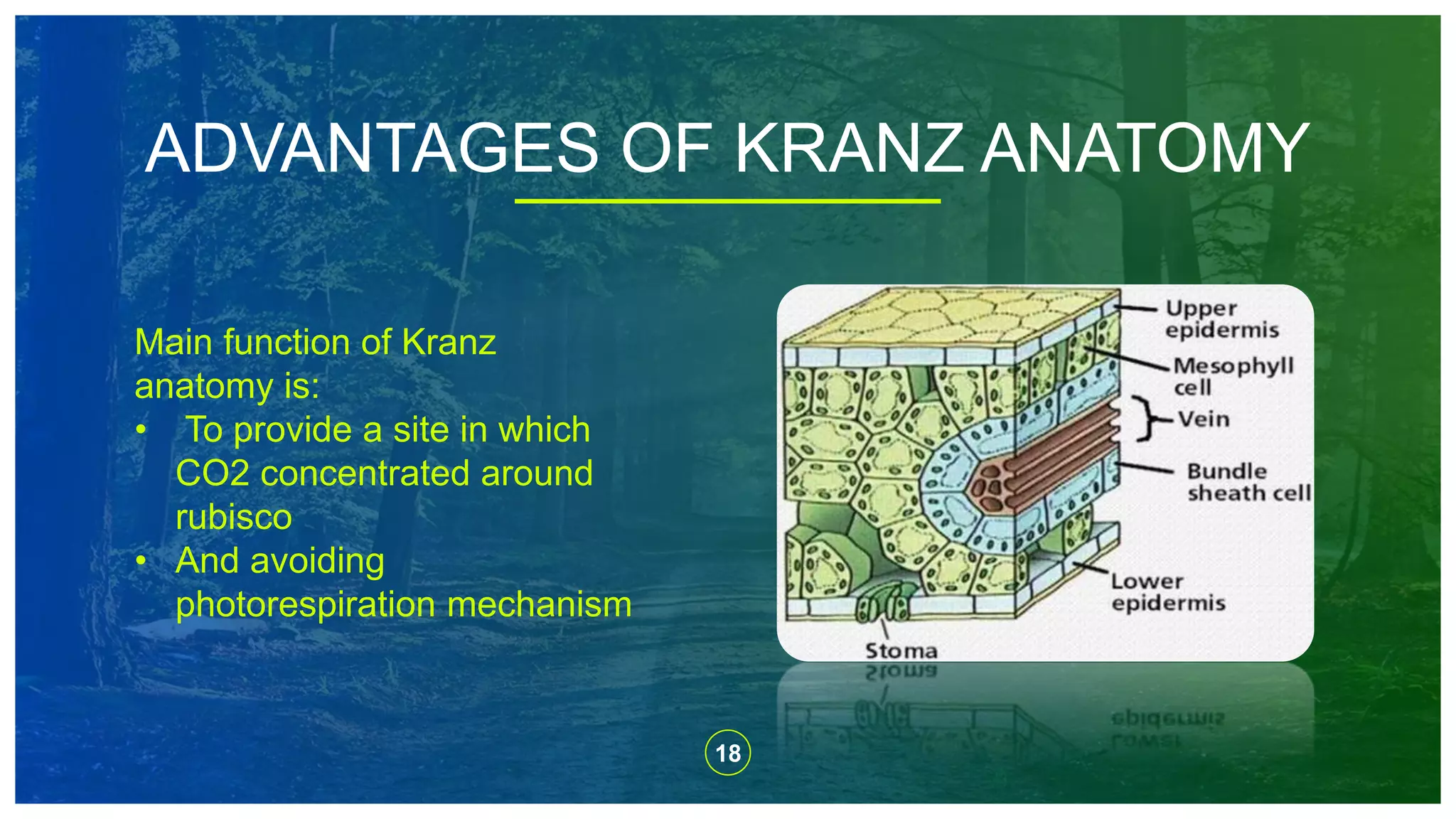 18
ADVANTAGES OF KRANZ ANATOMY
Main function of Kranz
anatomy is:
• To provide a site in which
CO2 concentrated around
rubisco
• And avoiding
photorespiration mechanism
 