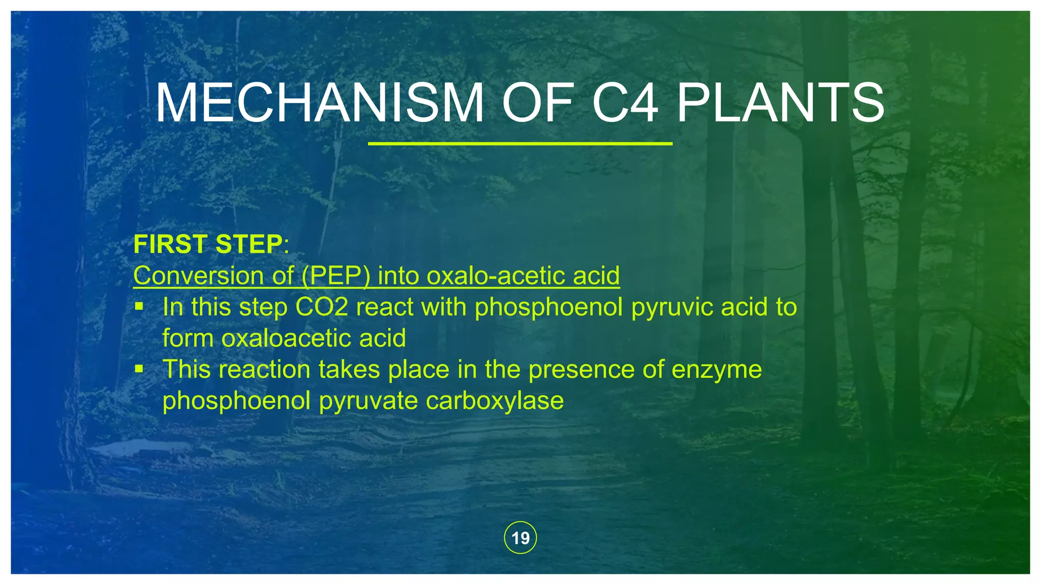 19
MECHANISM OF C4 PLANTS
FIRST STEP:
Conversion of (PEP) into oxalo-acetic acid
 In this step CO2 react with phosphoenol pyruvic acid to
form oxaloacetic acid
 This reaction takes place in the presence of enzyme
phosphoenol pyruvate carboxylase
 