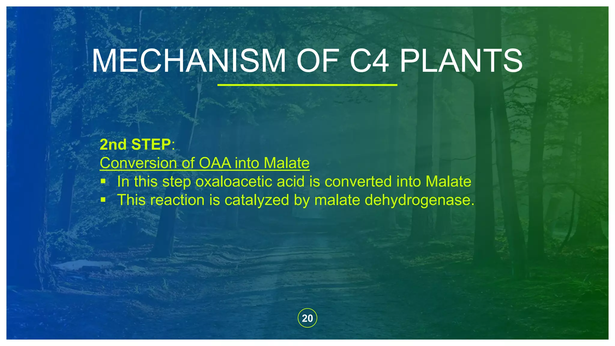 20
MECHANISM OF C4 PLANTS
2nd STEP:
Conversion of OAA into Malate
 In this step oxaloacetic acid is converted into Malate
 This reaction is catalyzed by malate dehydrogenase.
 