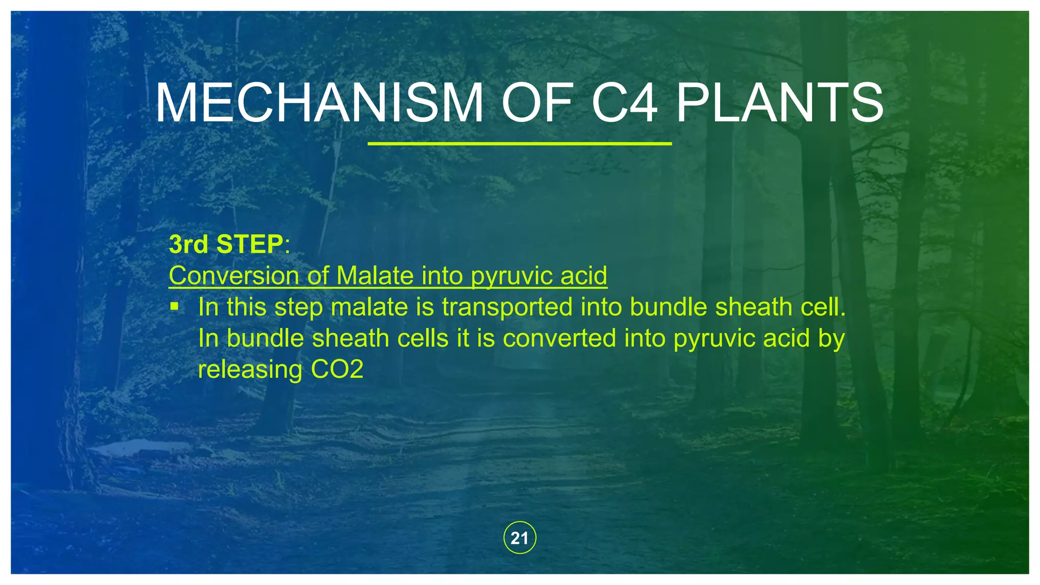 21
MECHANISM OF C4 PLANTS
3rd STEP:
Conversion of Malate into pyruvic acid
 In this step malate is transported into bundle sheath cell.
In bundle sheath cells it is converted into pyruvic acid by
releasing CO2
 