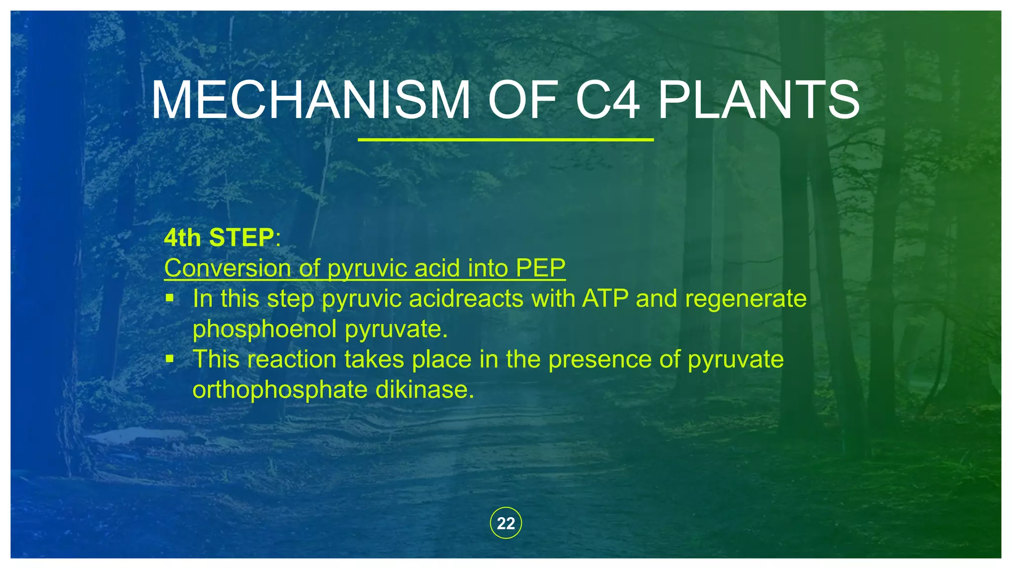 22
MECHANISM OF C4 PLANTS
4th STEP:
Conversion of pyruvic acid into PEP
 In this step pyruvic acidreacts with ATP and regenerate
phosphoenol pyruvate.
 This reaction takes place in the presence of pyruvate
orthophosphate dikinase.
 