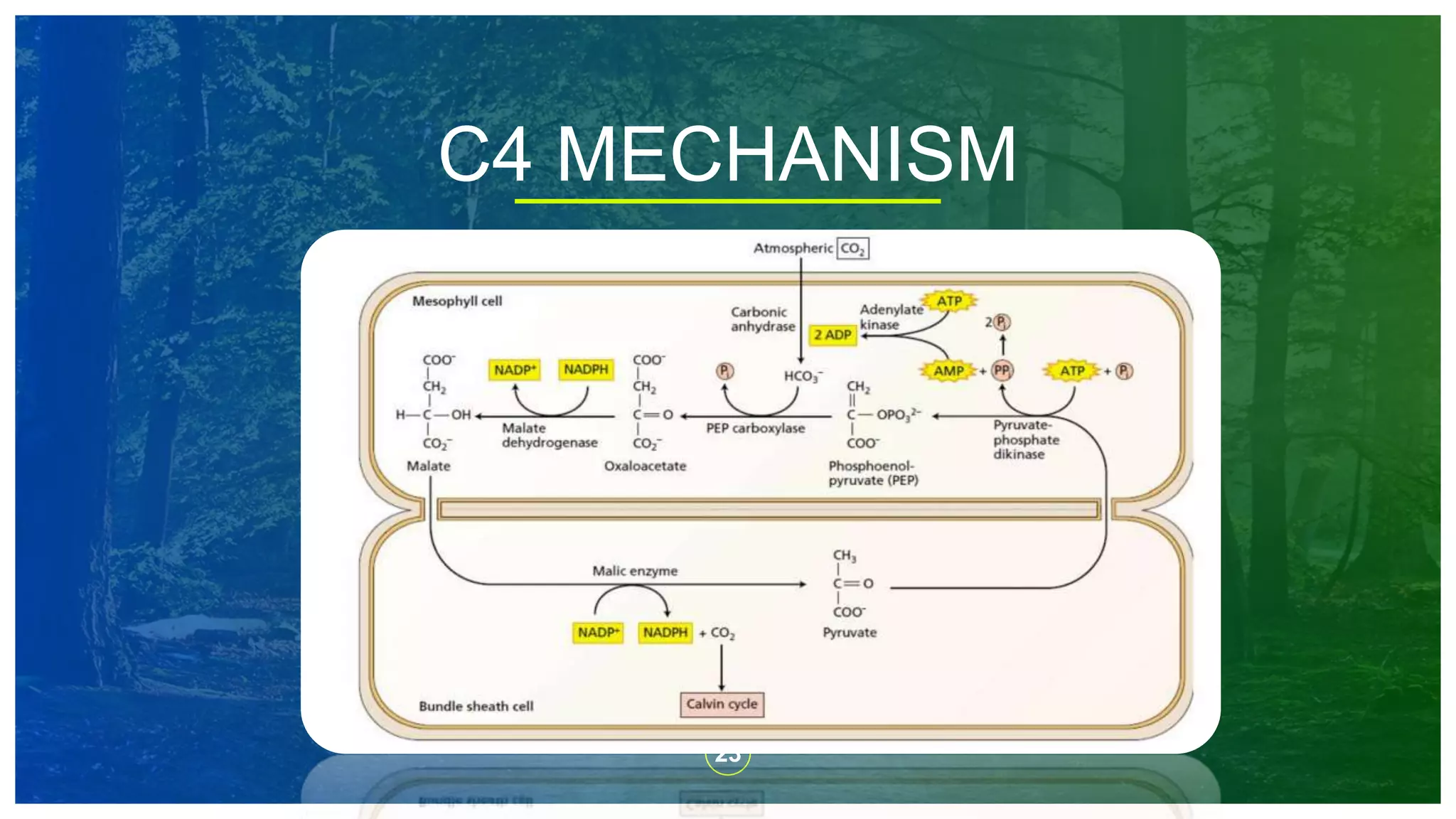 23
C4 MECHANISM
 