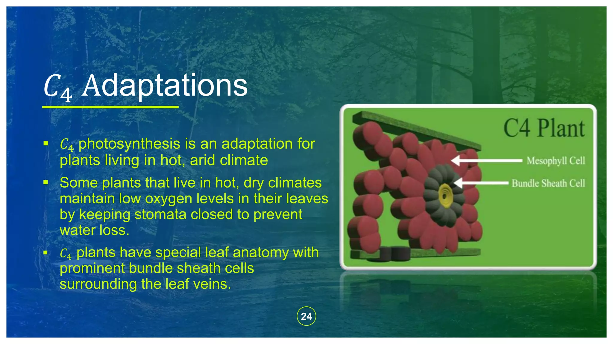 24
 𝐶4 photosynthesis is an adaptation for
plants living in hot, arid climate
 Some plants that live in hot, dry climates
maintain low oxygen levels in their leaves
by keeping stomata closed to prevent
water loss.
 𝐶4 plants have special leaf anatomy with
prominent bundle sheath cells
surrounding the leaf veins.
𝐶4 Adaptations
 