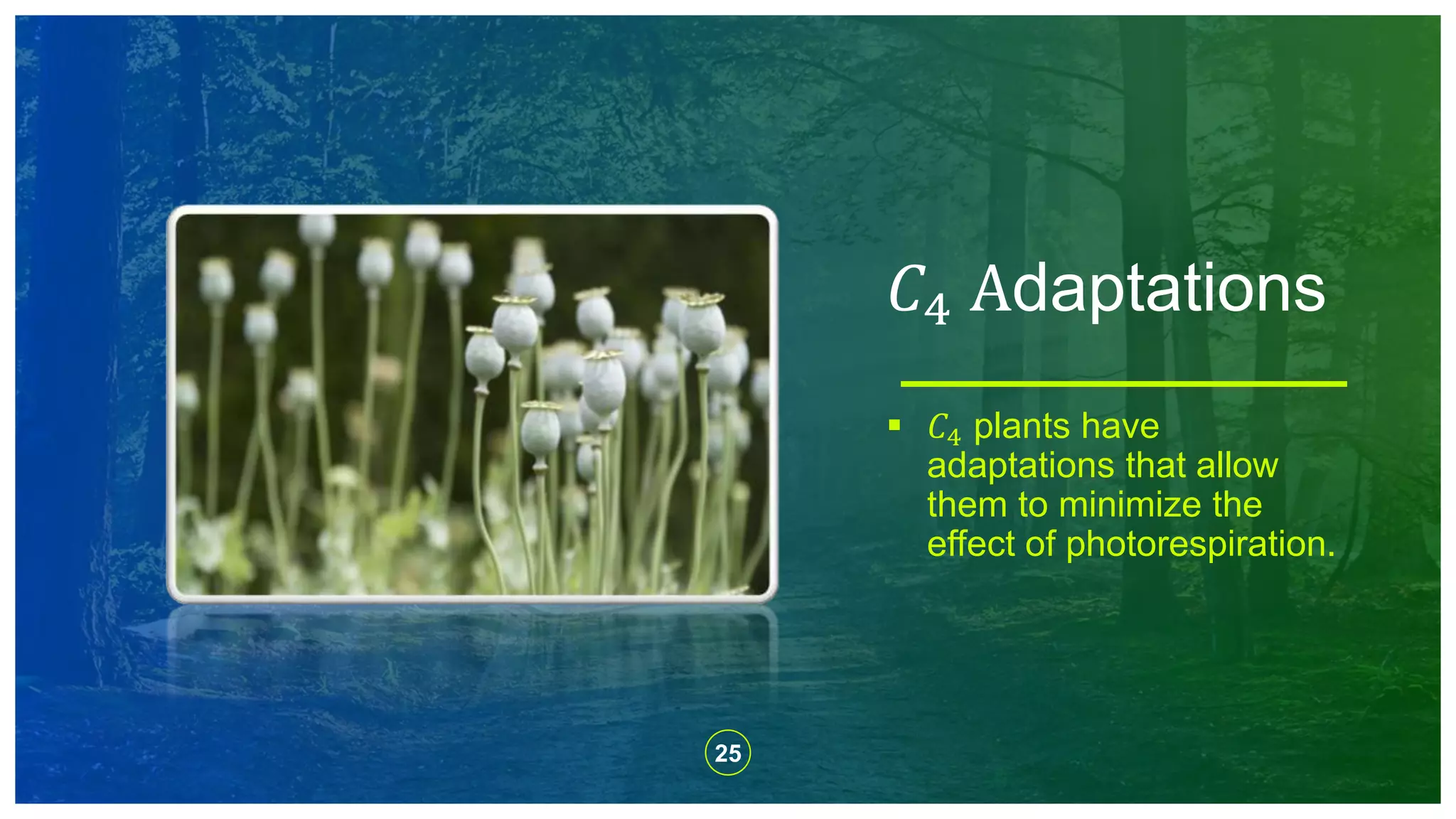 25
 𝐶4 plants have
adaptations that allow
them to minimize the
effect of photorespiration.
𝐶4 Adaptations
 