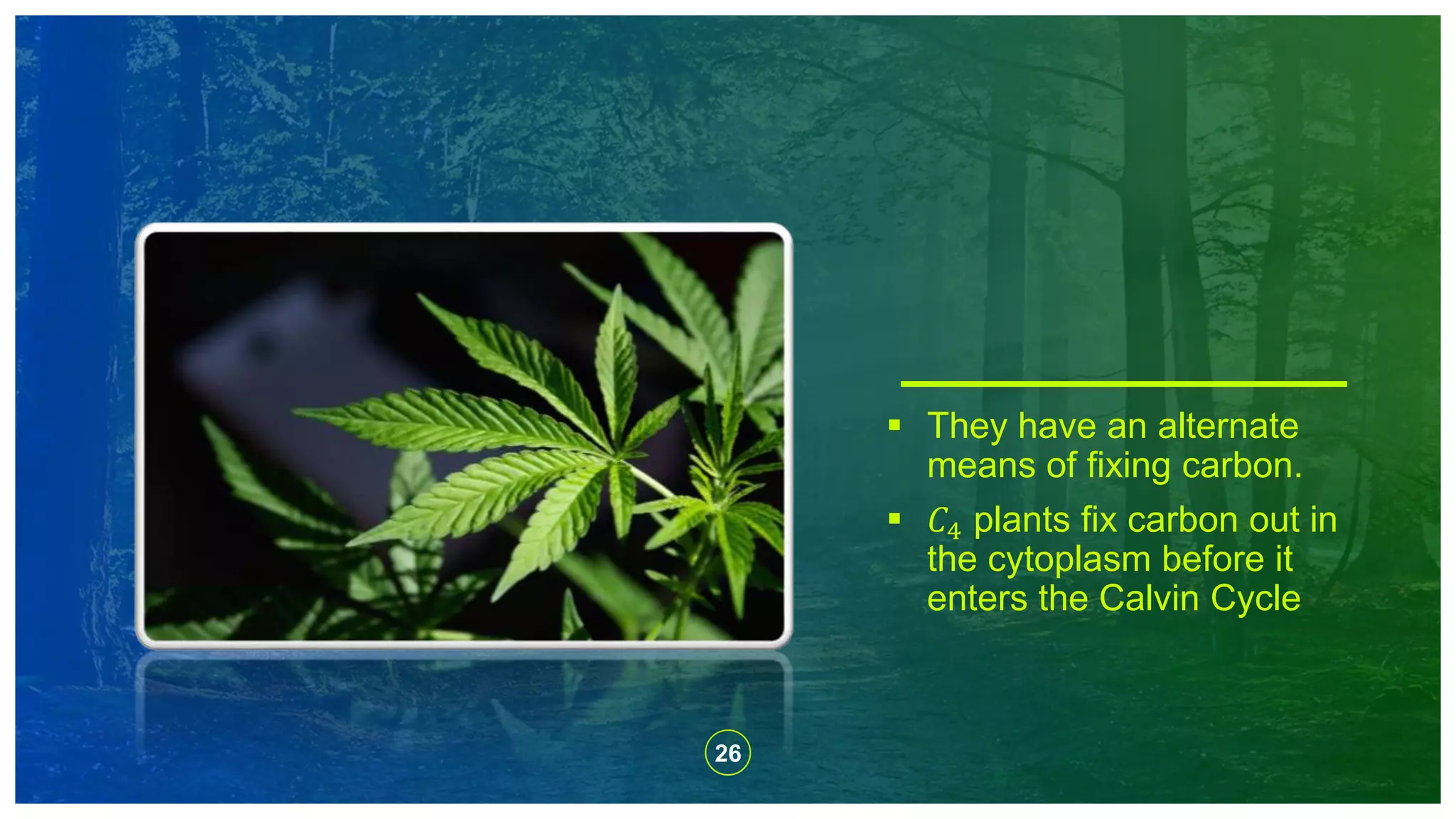 26
 They have an alternate
means of fixing carbon.
 𝐶4 plants fix carbon out in
the cytoplasm before it
enters the Calvin Cycle
 