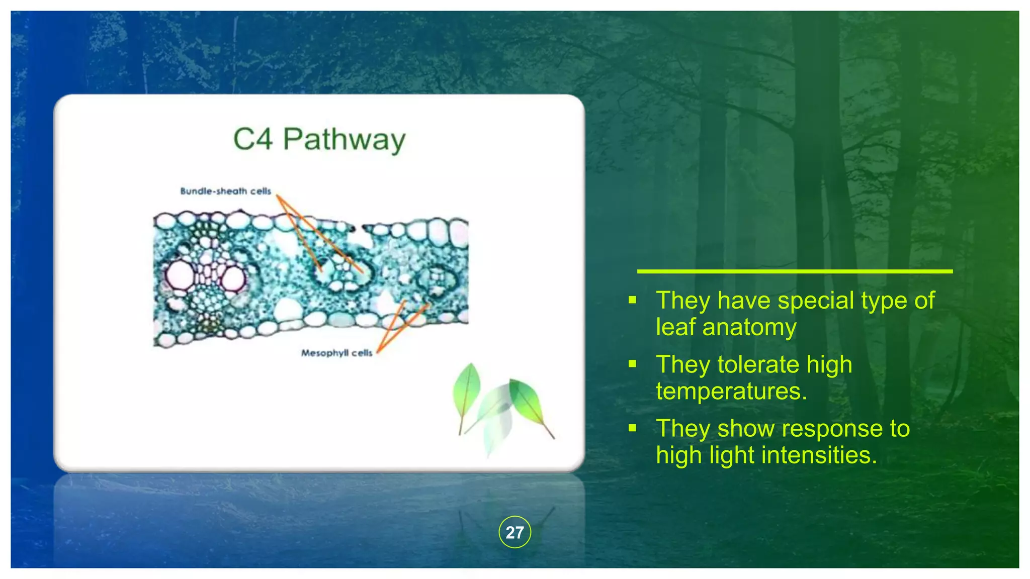 27
 They have special type of
leaf anatomy
 They tolerate high
temperatures.
 They show response to
high light intensities.
 