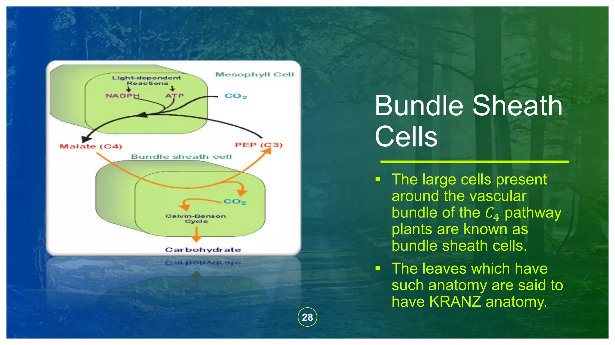 28
 The large cells present
around the vascular
bundle of the 𝐶4 pathway
plants are known as
bundle sheath cells.
 The leaves which have
such anatomy are said to
have KRANZ anatomy.
Bundle Sheath
Cells
 