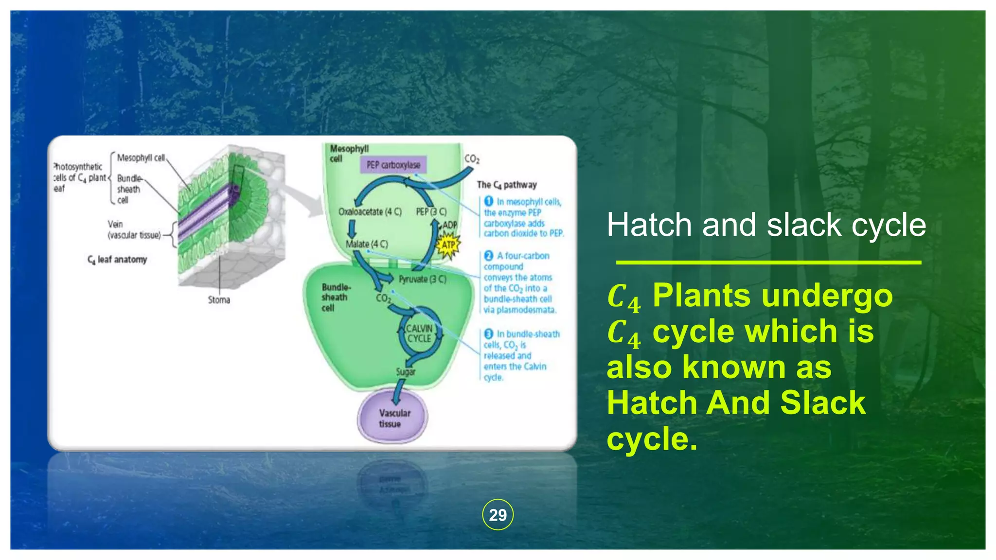 29
𝑪 𝟒 Plants undergo
𝑪 𝟒 cycle which is
also known as
Hatch And Slack
cycle.
Hatch and slack cycle
 