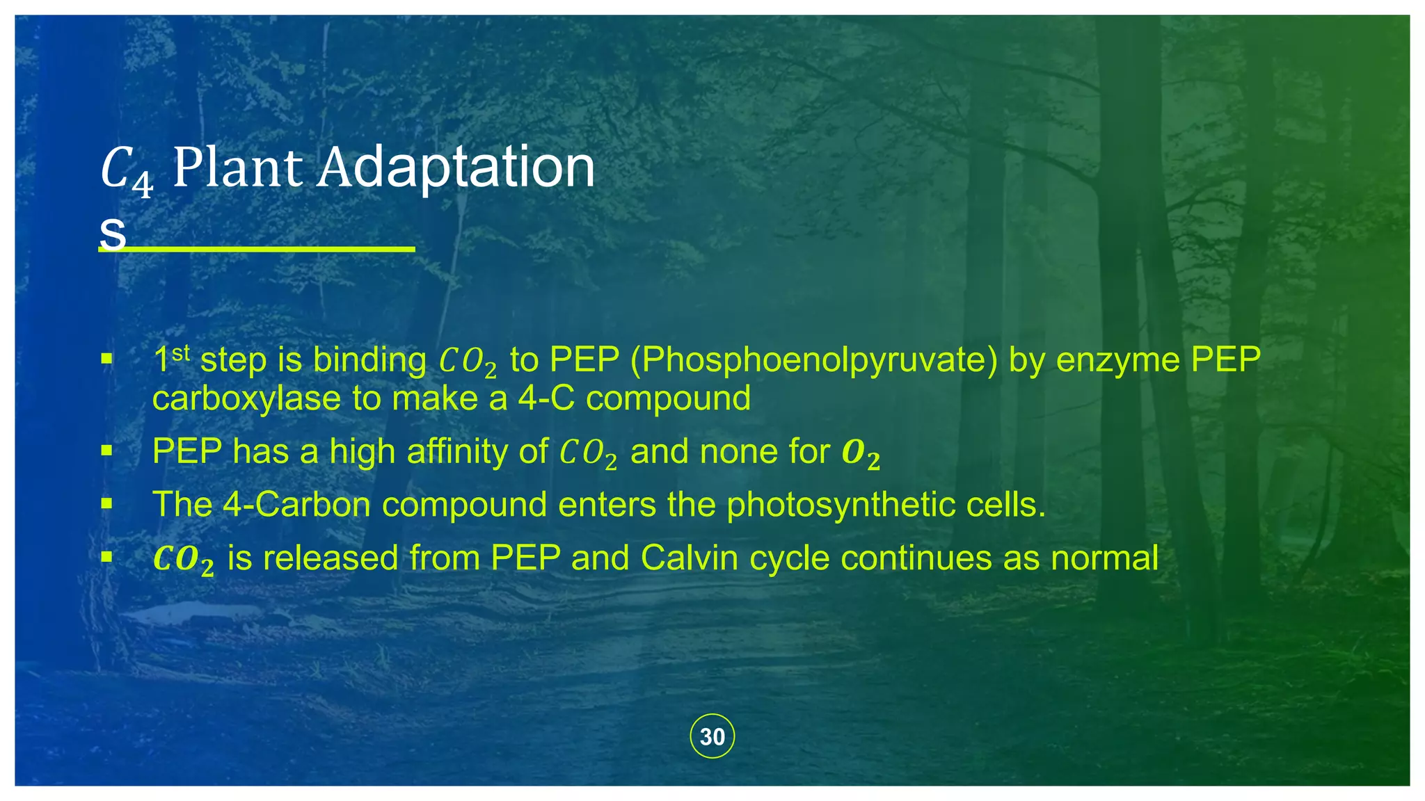 30
 1st step is binding 𝐶𝑂2 to PEP (Phosphoenolpyruvate) by enzyme PEP
carboxylase to make a 4-C compound
 PEP has a high affinity of 𝐶𝑂2 and none for 𝑶 𝟐
 The 4-Carbon compound enters the photosynthetic cells.
 𝑪𝑶 𝟐 is released from PEP and Calvin cycle continues as normal
𝐶4 Plant Adaptation
s
 