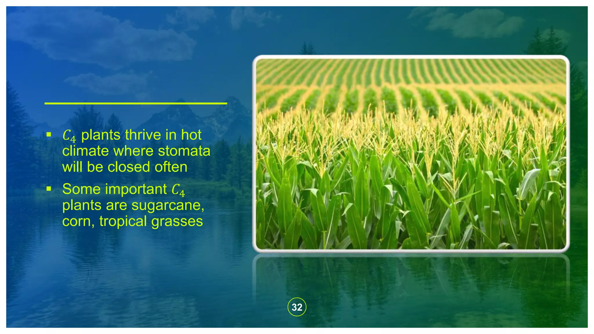 32
 𝐶4 plants thrive in hot
climate where stomata
will be closed often
 Some important 𝐶4
plants are sugarcane,
corn, tropical grasses
 