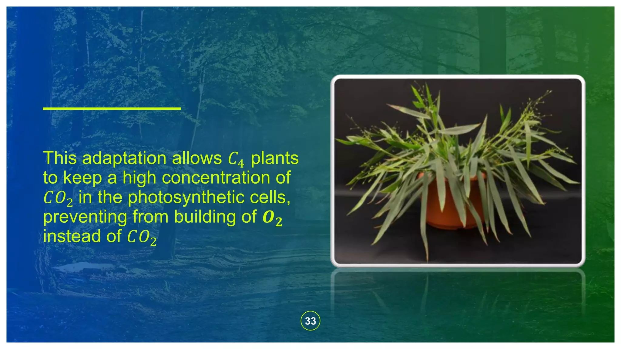 33
This adaptation allows 𝐶4 plants
to keep a high concentration of
𝐶𝑂2 in the photosynthetic cells,
preventing from building of 𝑶 𝟐
instead of 𝐶𝑂2
 