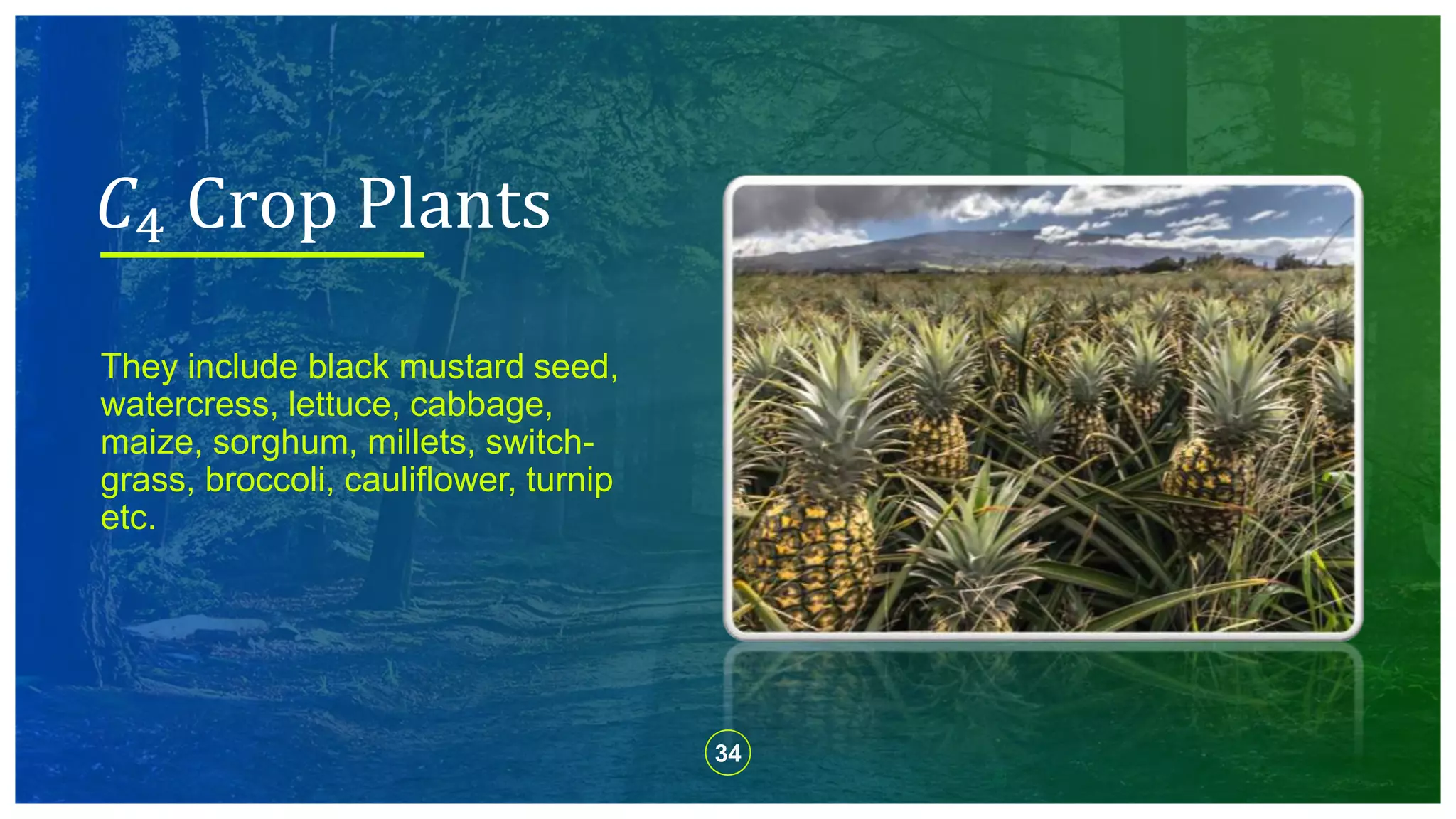 34
They include black mustard seed,
watercress, lettuce, cabbage,
maize, sorghum, millets, switch-
grass, broccoli, cauliflower, turnip
etc.
𝐶4 Crop Plants
 