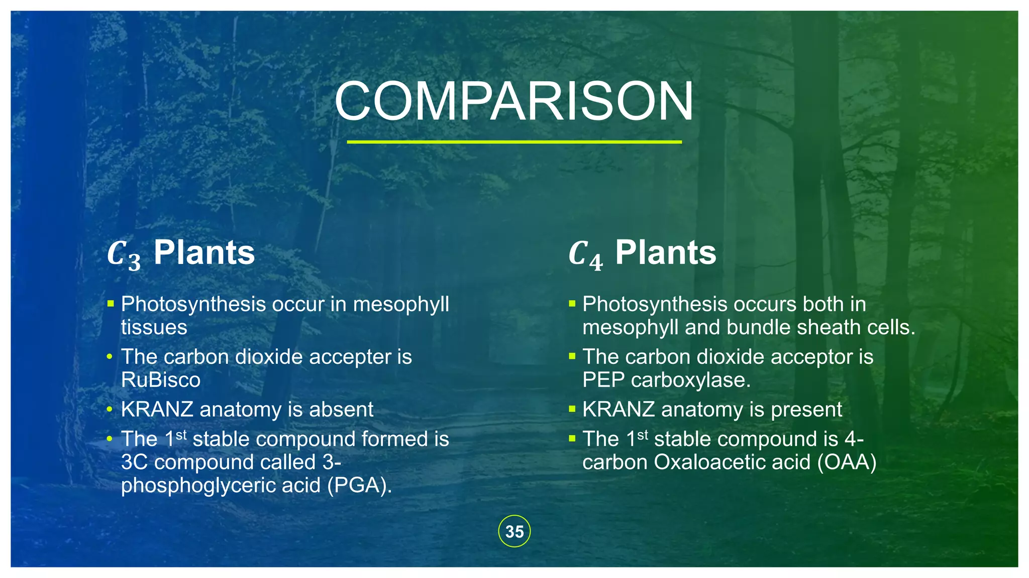 COMPARISON
𝑪 𝟑 Plants
 Photosynthesis occur in mesophyll
tissues
• The carbon dioxide accepter is
RuBisco
• KRANZ anatomy is absent
• The 1st stable compound formed is
3C compound called 3-
phosphoglyceric acid (PGA).
𝑪 𝟒 Plants
 Photosynthesis occurs both in
mesophyll and bundle sheath cells.
 The carbon dioxide acceptor is
PEP carboxylase.
 KRANZ anatomy is present
 The 1st stable compound is 4-
carbon Oxaloacetic acid (OAA)
35
 