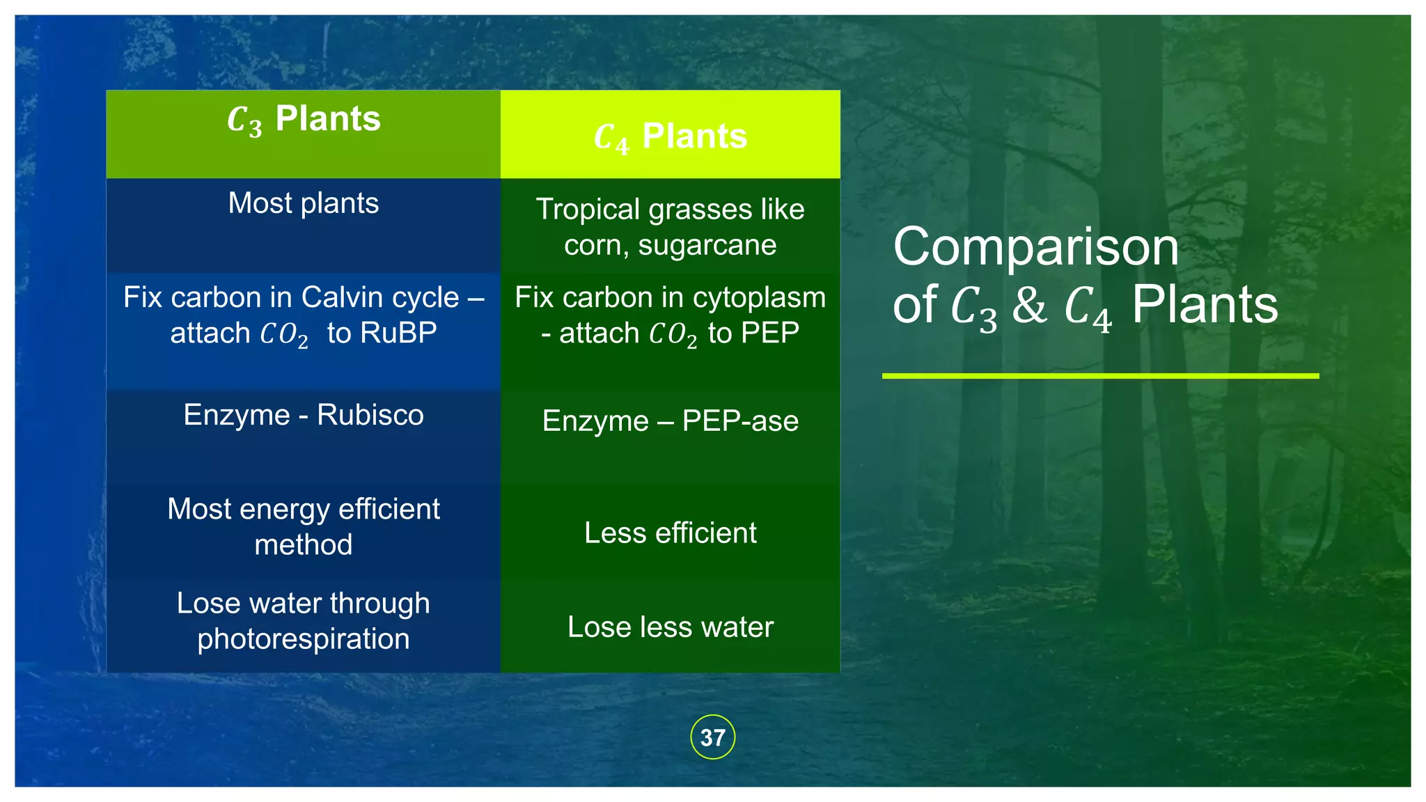 𝑪 𝟑 Plants 𝑪 𝟒 Plants
Most plants Tropical grasses like
corn, sugarcane
Fix carbon in Calvin cycle –
attach 𝐶𝑂2 to RuBP
Fix carbon in cytoplasm
- attach 𝐶𝑂2 to PEP
Enzyme - Rubisco Enzyme – PEP-ase
Most energy efficient
method Less efficient
Lose water through
photorespiration Lose less water
Comparison
of 𝐶3 & 𝐶4 Plants
37
 