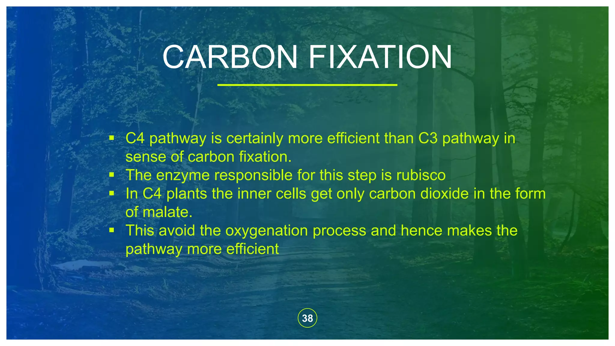 38
CARBON FIXATION
 C4 pathway is certainly more efficient than C3 pathway in
sense of carbon fixation.
 The enzyme responsible for this step is rubisco
 In C4 plants the inner cells get only carbon dioxide in the form
of malate.
 This avoid the oxygenation process and hence makes the
pathway more efficient
 