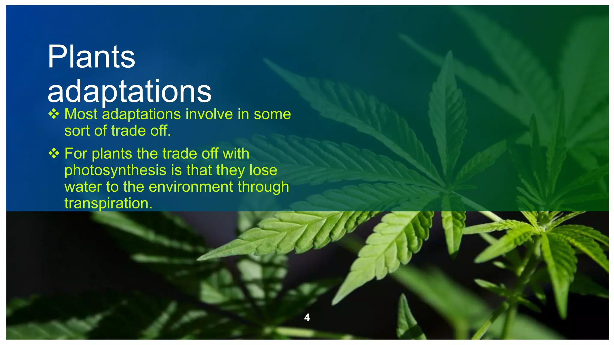 Plants
adaptations
 Most adaptations involve in some
sort of trade off.
 For plants the trade off with
photosynthesis is that they lose
water to the environment through
transpiration.
4
 