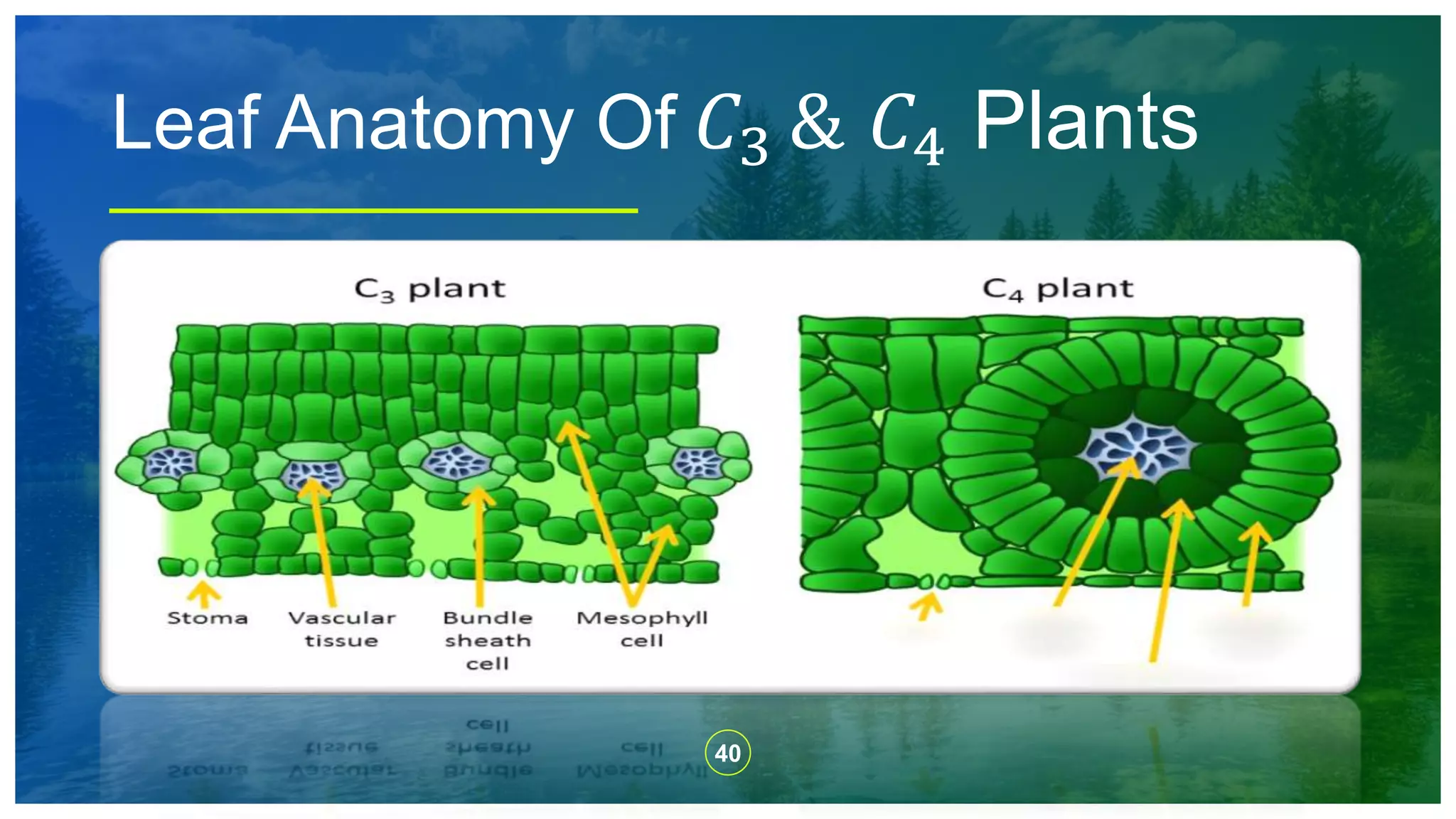 40
Leaf Anatomy Of 𝐶3 & 𝐶4 Plants
 