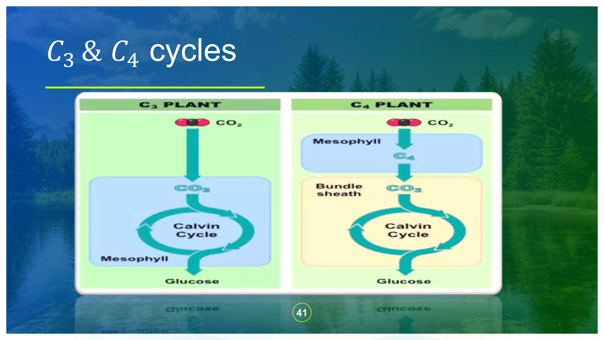 41
𝐶3 & 𝐶4 cycles
 