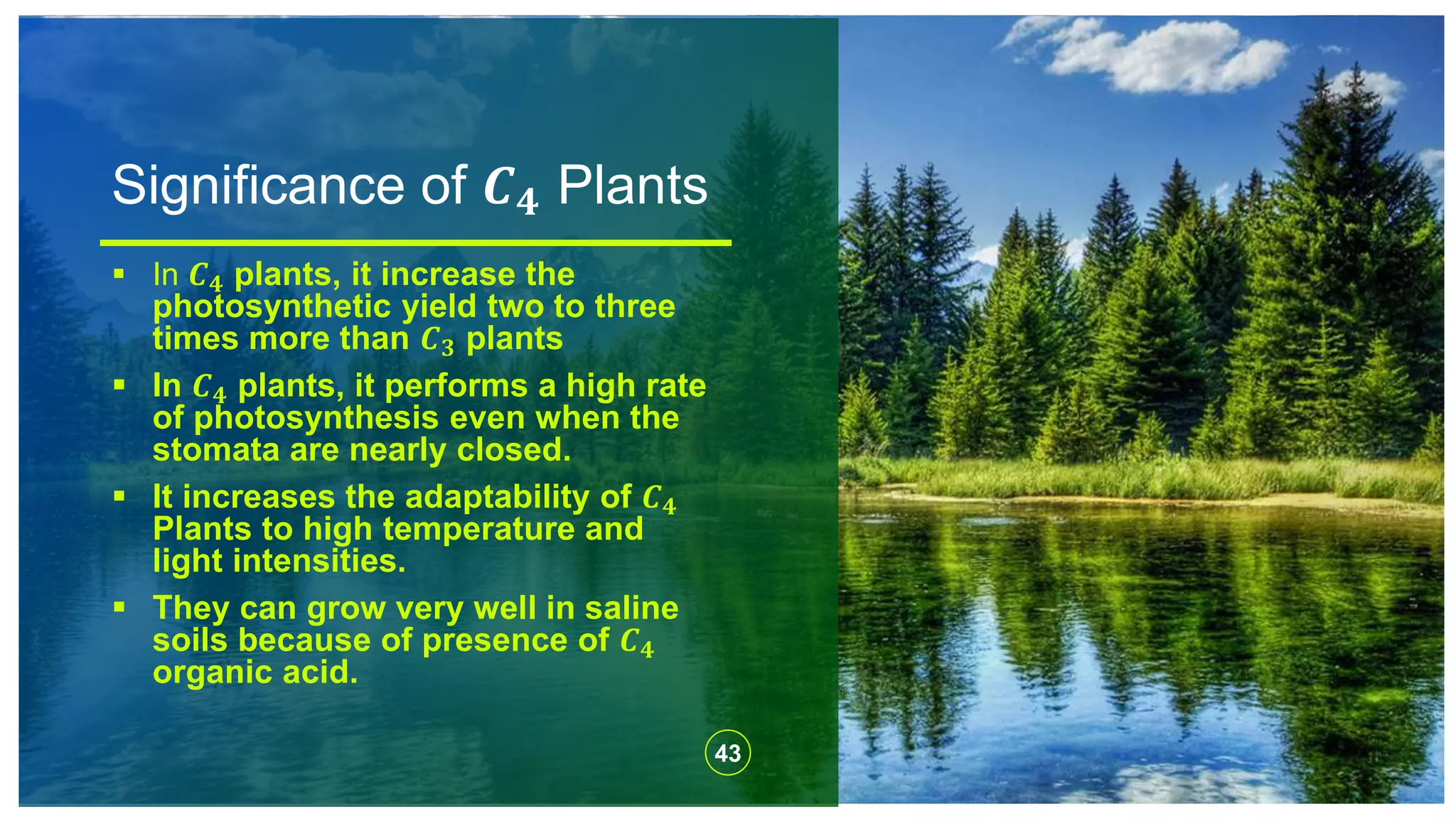 Significance of 𝑪 𝟒 Plants
43
 In 𝑪 𝟒 plants, it increase the
photosynthetic yield two to three
times more than 𝑪 𝟑 plants
 In 𝑪 𝟒 plants, it performs a high rate
of photosynthesis even when the
stomata are nearly closed.
 It increases the adaptability of 𝑪 𝟒
Plants to high temperature and
light intensities.
 They can grow very well in saline
soils because of presence of 𝑪 𝟒
organic acid.
 