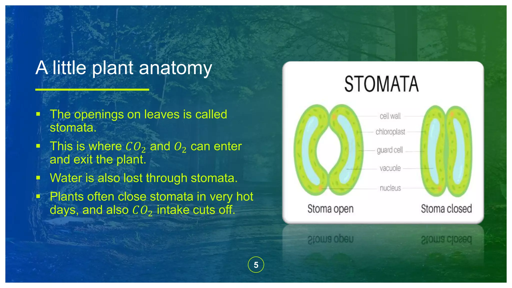 5
 The openings on leaves is called
stomata.
 This is where 𝐶𝑂2 and 𝑂2 can enter
and exit the plant.
 Water is also lost through stomata.
 Plants often close stomata in very hot
days, and also 𝐶𝑂2 intake cuts off.
A little plant anatomy
 