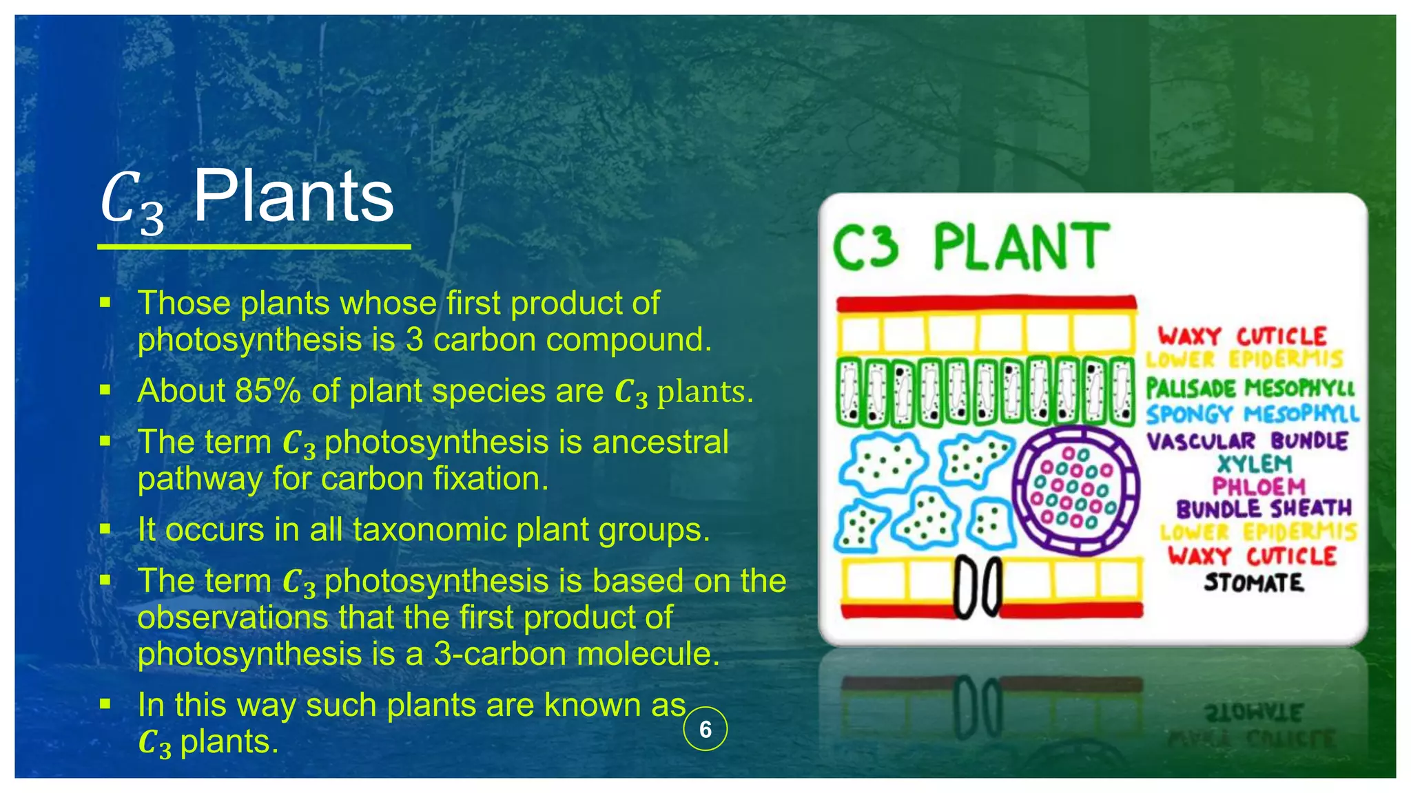 6
 Those plants whose first product of
photosynthesis is 3 carbon compound.
 About 85% of plant species are 𝑪 𝟑 plants.
 The term 𝑪 𝟑 photosynthesis is ancestral
pathway for carbon fixation.
 It occurs in all taxonomic plant groups.
 The term 𝑪 𝟑 photosynthesis is based on the
observations that the first product of
photosynthesis is a 3-carbon molecule.
 In this way such plants are known as
𝑪 𝟑 plants.
𝐶3 Plants
 