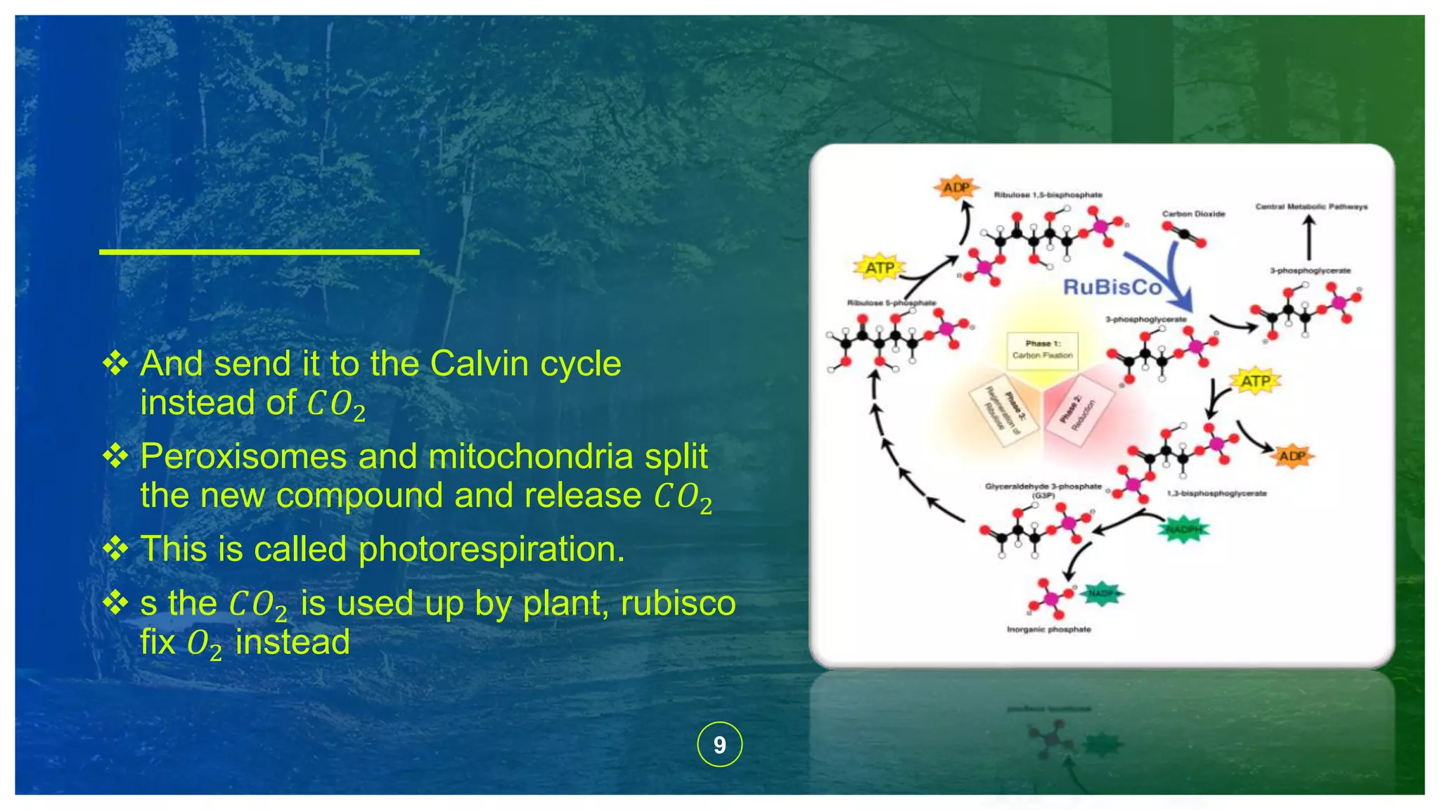 9
 And send it to the Calvin cycle
instead of 𝐶𝑂2
 Peroxisomes and mitochondria split
the new compound and release 𝐶𝑂2
 This is called photorespiration.
 s the 𝐶𝑂2 is used up by plant, rubisco
fix 𝑂2 instead
 