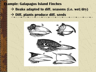 Example: Galapagos Island Finches
 Beaks adapted to diff. seasons (i.e. wet/dry)
 Diff. plants produce diff. seeds
 