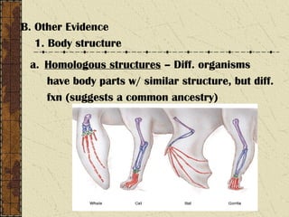 B. Other Evidence
1. Body structure
a. Homologous structures – Diff. organisms
have body parts w/ similar structure, but diff.
fxn (suggests a common ancestry)
 