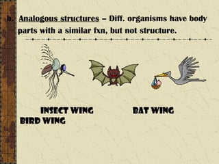 b. Analogous structures – Diff. organisms have body
parts with a similar fxn, but not structure.
Insect wing Bat wing
Bird wing
 