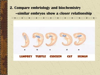 2. Compare embriology and biochemistry
--similar embryos show a closer relationship
lamprey turtle chicken cat human
 